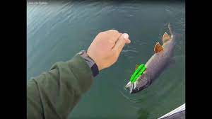 trolling lake trout on flatfish spoon
