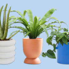 23 affordable indoor planters we love