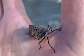 if you see a pretty spotted lanternfly