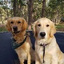 You'll be asked to provide information about yourself and what you are looking for so the breeder can help you. Golden Retriever Puppies Colorado Ohana Goldens Home Facebook