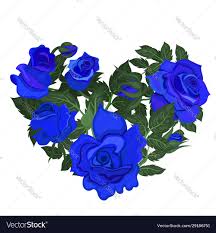 blue roses isolated on a white