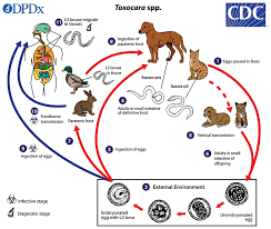 roundworm infections in dogs today s
