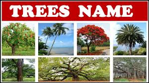 trees names names of trees for kids