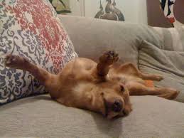 Image result for dogs asleep on couch with remote