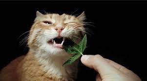 cat eats weed other dangers of