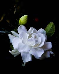 gardenia flower meaning find out what