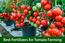 boost your tomato farming in nigeria