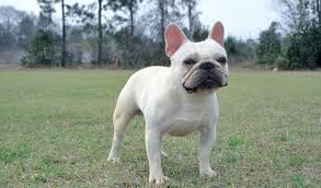 How do i stop my french bulldog from shedding? French Bulldog Dog Breed Information