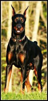 Ensure all cleaning products and possible toxins (including particular plants, medicines and chocolate) are not where your puppy. Who Had Ears Cropped By Dr Garrett Of Fayyettville Nc Doberman Forum Doberman Breed Dog Forums