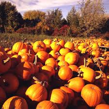Image result for minnesota fall colors pumpkins