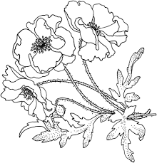 Poppies Flower Coloring Page Free Printable Coloring Pages