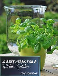 herbs for kitchen gardens my top 10