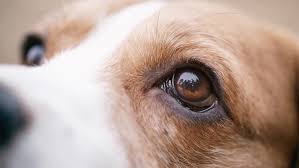 At his moment of triumph, arthur jafa is looking for trouble. 6 Most Common Eye Problems In Dogs