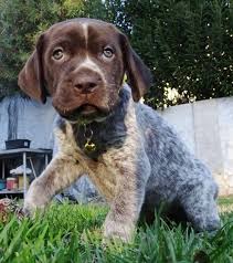 The german shorthaired pointer puppy is a great dog for families with children as though they are known to be energetic, they are also quite intelligent. Britney German Shorthaired Pointer Puppy 635986 Puppyspot