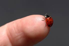 seeing ladybugs what does it mean