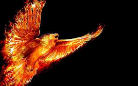 When designing a new logo you can be inspired by the visual logos found here. Fire Phoenix Black Wallpaper Black Background With Fire 1964975 Hd Wallpaper Backgrounds Download