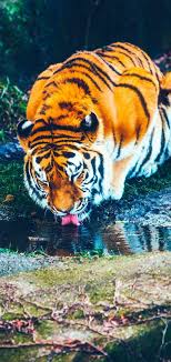 1080x2280 tiger drinking water hd one