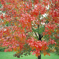No more waiting for you maple tree to grow, because the silver maple contributes to the vigor without interfering with the natural strength of the red maple. Autumn Blaze Maple Tree On The Tree Guide At Arborday Org