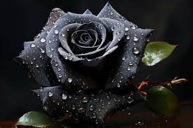 beautiful black rose with water drops
