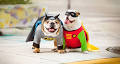 The Best Dog Superhero Costumes of 2021 | BeChewy