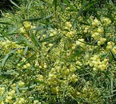 Acacia retinodes Swamp Wattle, Water wattle PFAF Plant Database