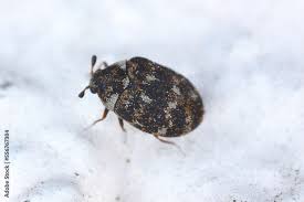 carpet beetle anthrenus dermestidae