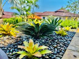 Sago Palm Rock Garden Designs Thai