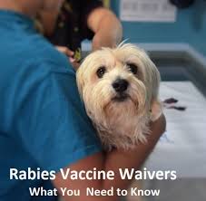 A lot of younger veterinarians have never even seen it. Rabies Vaccine Waivers For Dogs What To Know Pethelpful