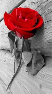 love rose red rose flowers nature