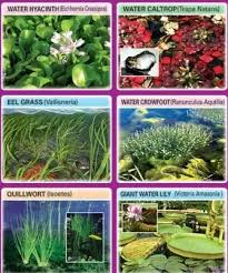 What Are The Most Common Examples Of Terrestrial Plants
