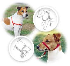Petsafe Easy Walk Dog Harness Apple Green Small