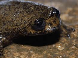 While she may be the boss of your heart, you need to make sure her heart is healthy, and that means a healthy diet. Bornean Flat Headed Frog L Remarkable Our Breathing Planet