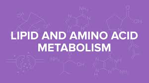 amino acid metabolism for the mcat