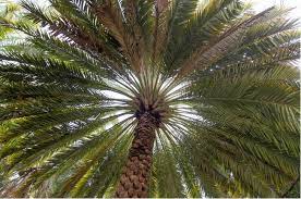 How Much Are Palm Trees In California