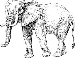 Membuat sketsa gajah hampir sama dengan membuat sketsa gambar kartun keduanya harus dilakukan dengan teliti. Suka Dengan Gajah Lihat Kumpulan Gambar Gajah Terlucu