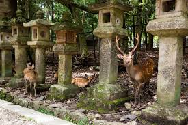 Feeding Deer In Nara Japan Earth Trekkers