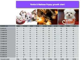 Maltese Puppies Growth Chart Goldenacresdogs Com
