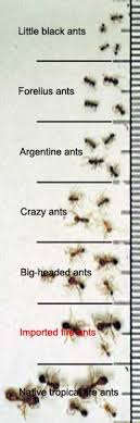 Identifying Fire Ants Ant Pests