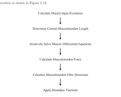 12 Flow Chart Of The Muscle Model Boundary Correction
