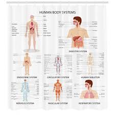 Human Anatomy Complete Chart Of Different Organ Body Structures Cell Life Medical Illustration Single Shower Curtain