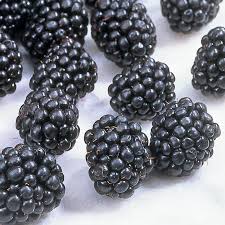 Blackberry has various nutritional benefits and rich source of antioxidants vitamins such as vitamin e, a blackberry health benefits and nutrition values. Ouachita Thornless Blackberry Blackberry Plants Stark Bro S