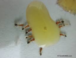 ant control using boric acid termite web