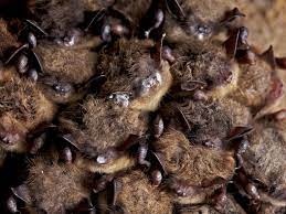 how fungus burns up bats from