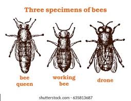 7 779 drone bee images stock photos