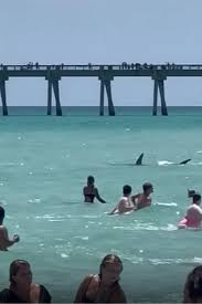 video shows large shark swimming
