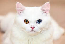 Bildergebnis für weiße Katzen