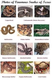 Found On Bing From Www Pinterest Com In 2019 Texas Snakes