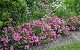 how to grow flower carpet roses