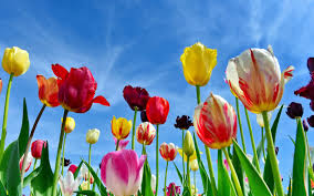 tulips wallpaper 4k colorful flowers