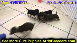 Adopt a puppy puppies for sale tampa. Miniature Dachshund Puppies Dogs For Sale In Tampa Florida Fl 19breeders Fort Lauderdale Youtube